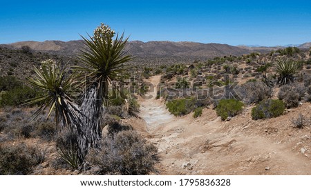 A Picture of our Hiking trail in Joshua Tree