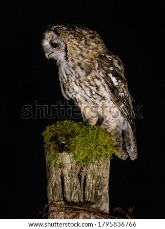 Tawny Owl (Strix aluco) Perched at night