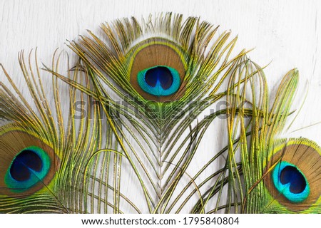 Group of feathers of a peacock with light background
