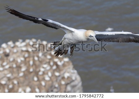 wildlife - Gannet flying over the colony on the cliff by the sea