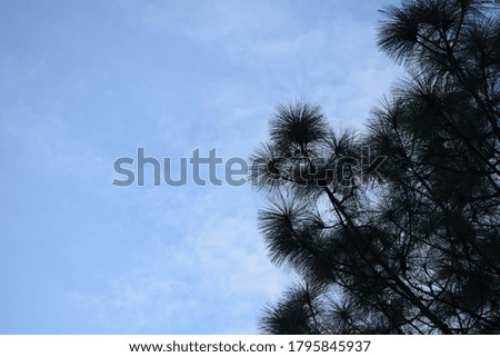 Beautiful picture of tree branches and blue sky