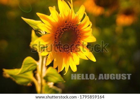 yellow sunflowers in a field in the afternoon with the inscription August