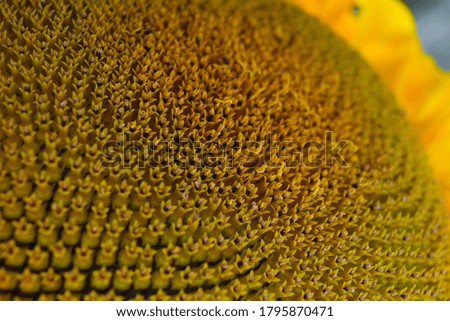 Close picture of a sunflower with visible seeds