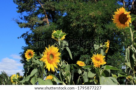 
Lawn with sunflowers against the background of trees and sky