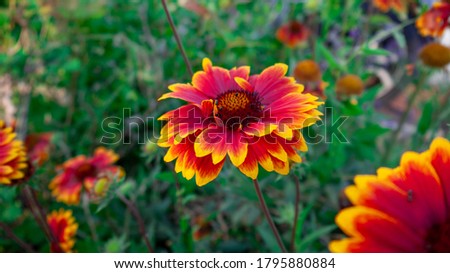 Sunflower magenta, red and yellow with little insects on. Picture take in France
