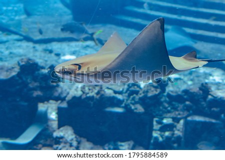 Stingray swimming underwater. Sting ray is also called sea cats are found in temperate and tropical waters. Atlantis, Sanya, island Hainan, China.