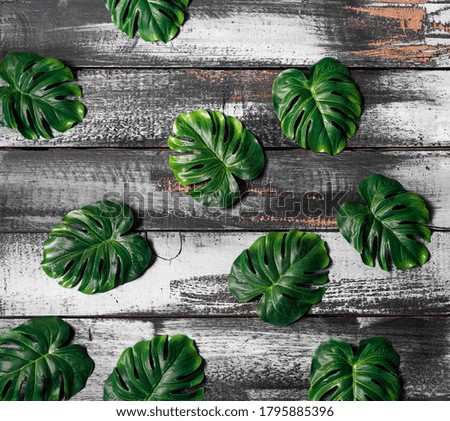 monstera plant leaves on white old wooden plank background pattern
