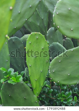 green cactus leaf sun noon