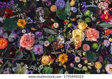 Multicolored flowers ,black background ,top view . Royalty-Free Stock Photo #1795898323