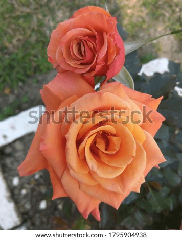 A close up picture of beautiful orange flower with blurred background. 