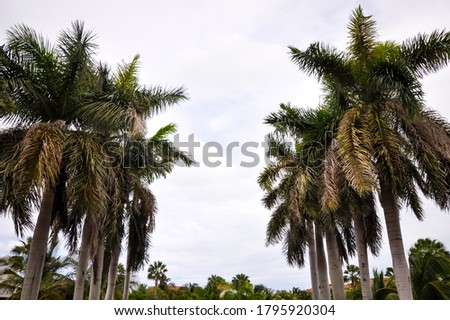 Rows of tall palm trees 