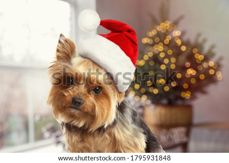 Cute Yorkshire terrier dog with Santa hat and room decorated for Christmas on background