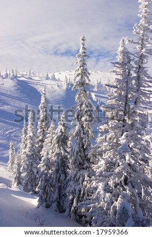 Winter landscape in sunset, branches loaded with snow
