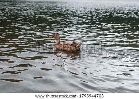 Duck in Lagoa das Setes Cidades, Azores, Portugal