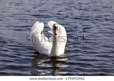 White swan sails through the water.