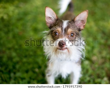 A Chihuahua x Wire Fox Terrier mixed breed dog (also known as a Wire Chiwoxy) outdoors, looking up at the camera Royalty-Free Stock Photo #1795957390