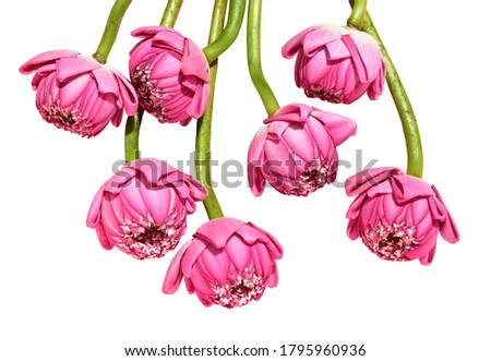 Pink lotus flowers isolated, no shadow in white background, side view, Buddha lotus, peace and meditation, Chinese Mid Autumn Festival, zen, religion