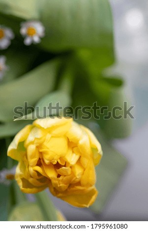 Beautiful bouquet of flowers: yellow tulip, daffodils, chamomile. colorful spring flowers background. Blooming flowers concept. Happy mother's day
