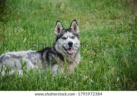 A husky dog lies on the green grass for a walk on a summer day.