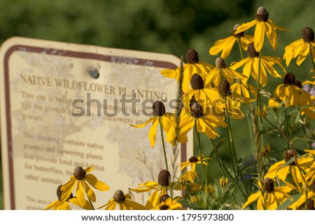 Wildflowers in front of a Native Wildflower Sign