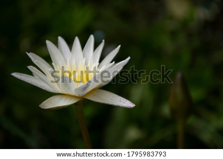 A picture of a blooming white lotus flower