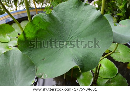 A picture of a lotus leaf in a water bath