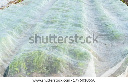 Close-up of Covered Carrot Field 