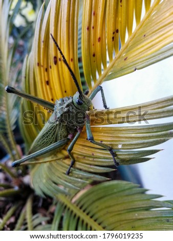 big green grasshopper on plant