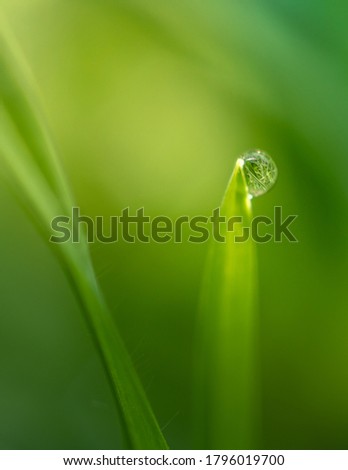 A vertical closeup shot of a green plant with a waterdrop