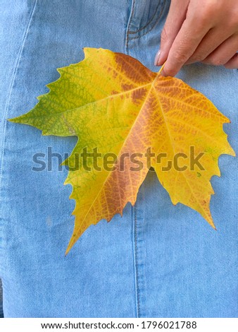 One multicolored Autumn Maple Leaf on a blue denim background, the brush hands holds a leaf. Autumn, beginning. High quality photo