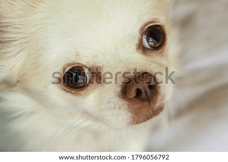 Closeup portrait of a white dog looking at a camera. Chihuahua breed.