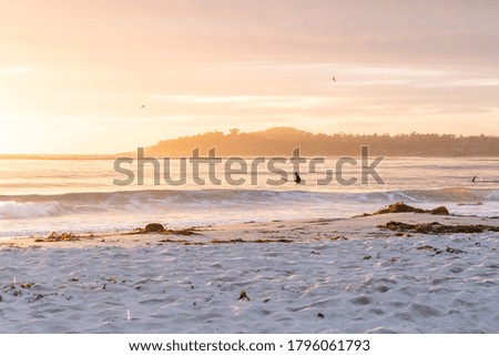 Surfer on ocean waves on a hot summer evening during a colorful sunset.  Carmel, California.