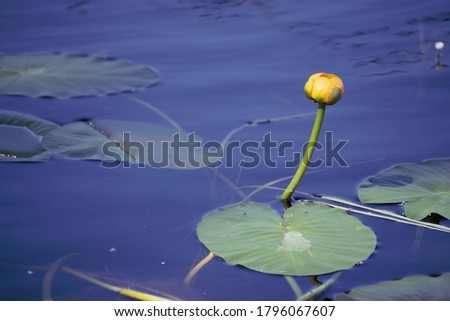 a yellow lotus flower with green petal in blue water, artistic background picture