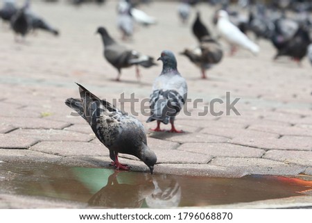 Pigeons stands and drinks water from a small puddle.