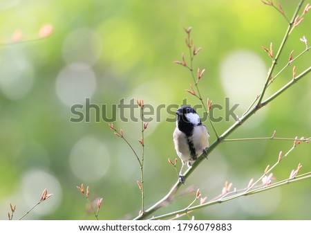 Japanese tit on a tree branch