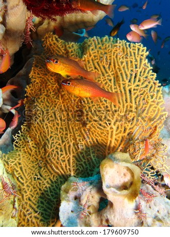 A pair of cardinal fish next to a sea fan