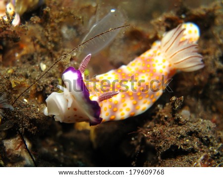 Purple-dotted chromodoris nudibranch