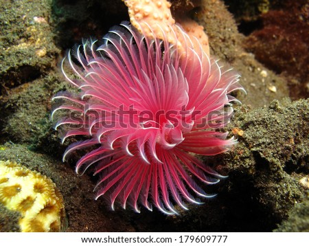 Flower like feather duster worms.