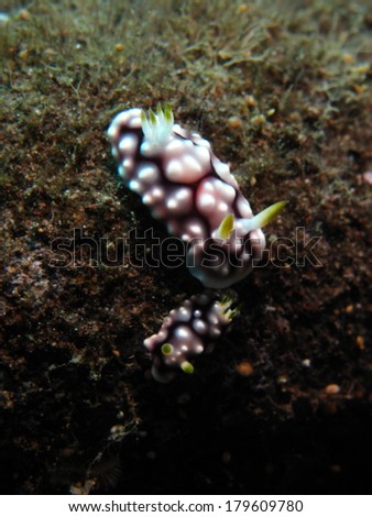 A pair of lumpy chromodoris nudibranch