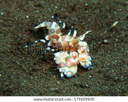 Harlequin shrimp 