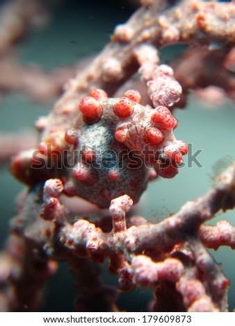 Tiny pink bargibanti pygmy seahorse (Hippocampus bargibanti) camouflage itself in a sea fan. 