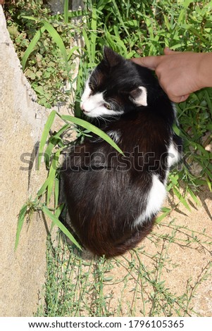 Upper view of the back of a black and white cat getting petted around his head