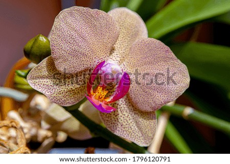 An Orchid flower on a background of green leaves