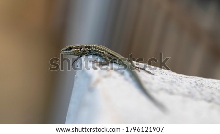 Common wall lizard (lat. Podarcis muralis)