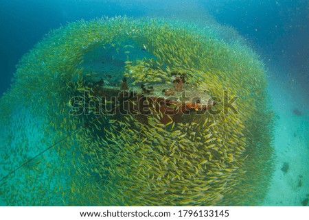 school of yellow trevally fish around wreck . 