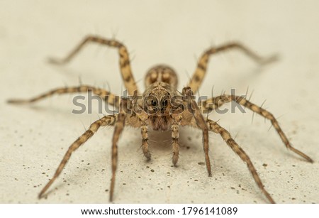 extreme close up of a wolf spider