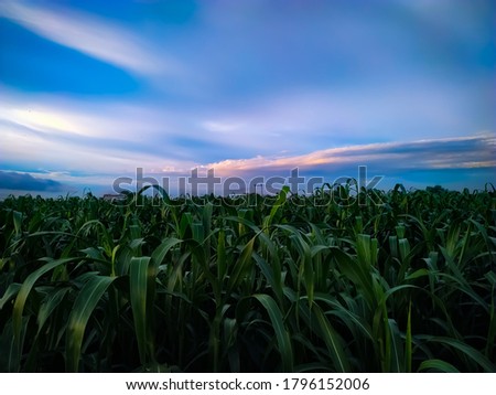 Corn field under blue sky with clouds
