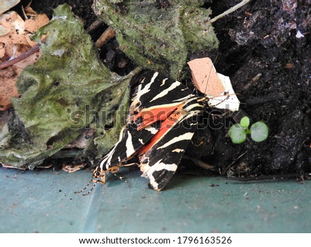 Two rare Jersey tiger moths mating  on some soil nest to rotting leaves and egg shells