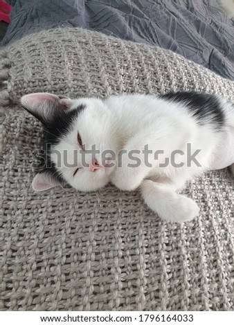 Gorgeous black and white sleepy kitten