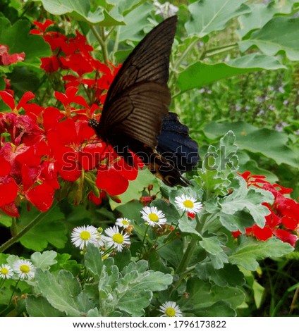 this is picture of beautiful butterflie and white and red flower's